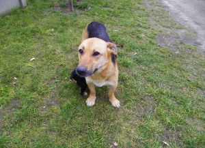 zwierzęta do adopcji616099000041021-suczka