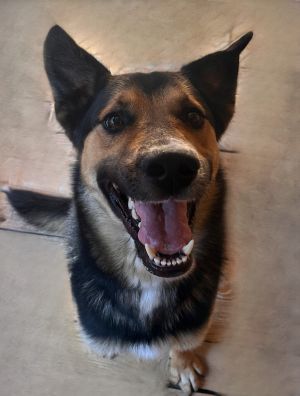 900245000043843 Samiec 2 lata