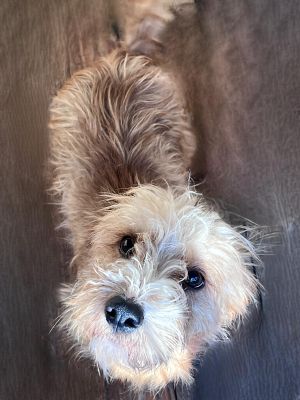 90245000032070 Samiec 1,5 roku