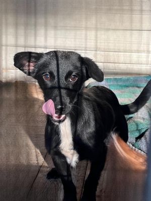 900245000043611 Samiec 5msc