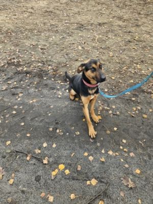 zdjęcie psa do adopcji