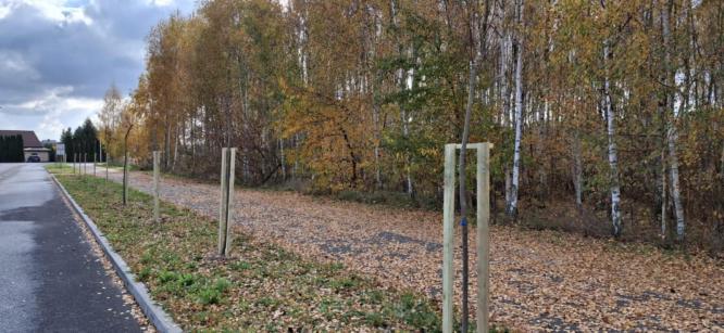Gmina i Miasto Tuliszków dokonała nasadzeń drzew miododajnych.